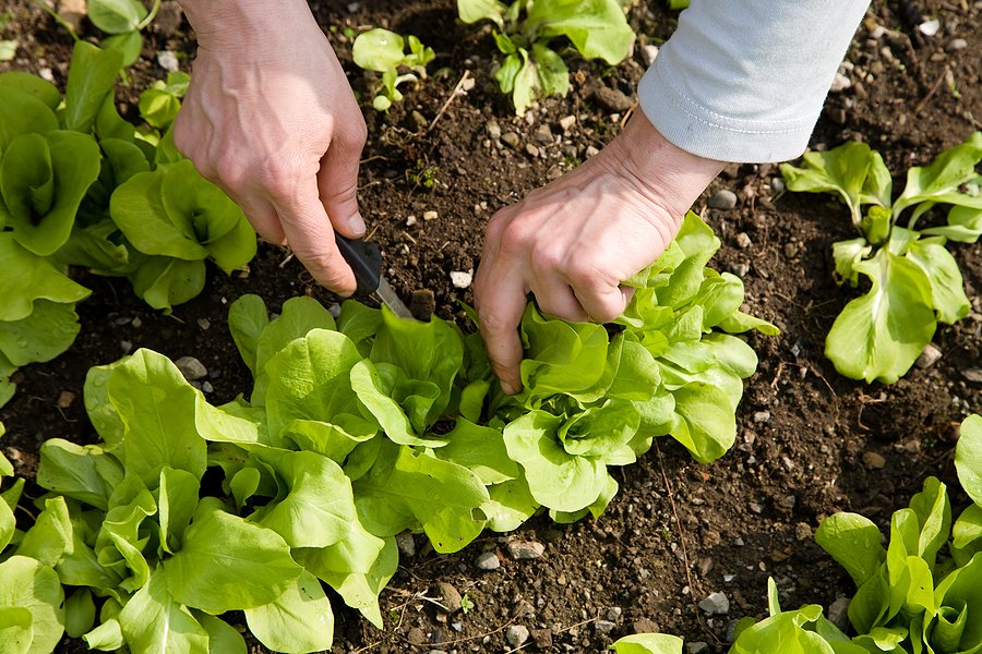 Butter Crunch Lettuce