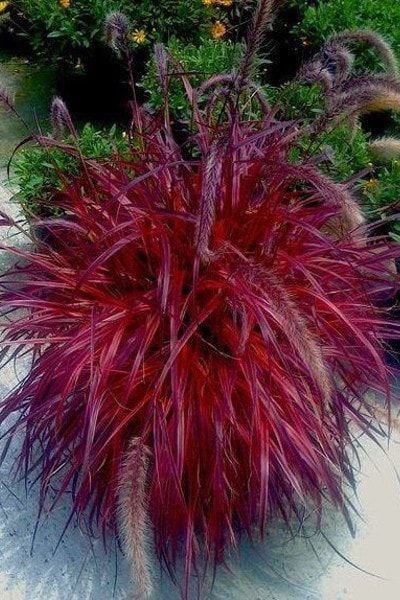 Red Fountain Grass