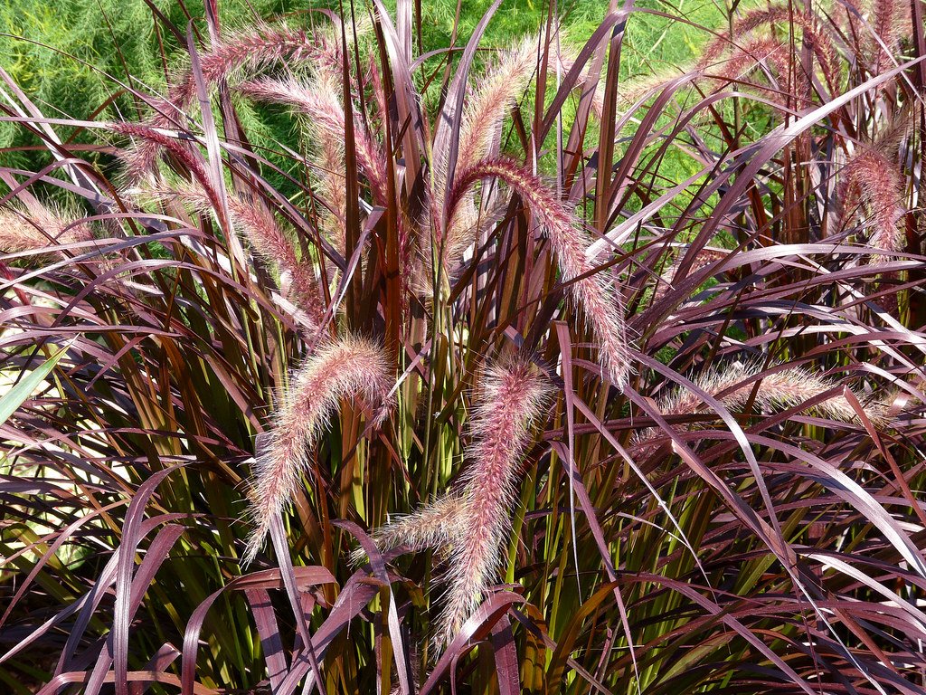 Red Fountain Grass